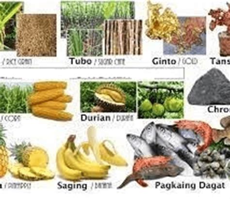 5 halimbawa ng likas na yaman ng ncr|likas na yaman part 2 Flashcards .
